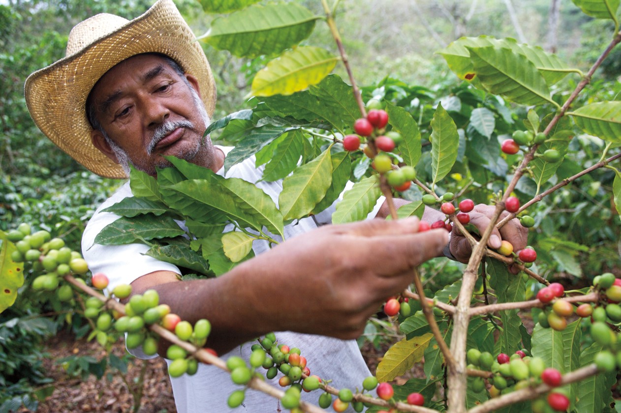 NESCAFÉ Plan