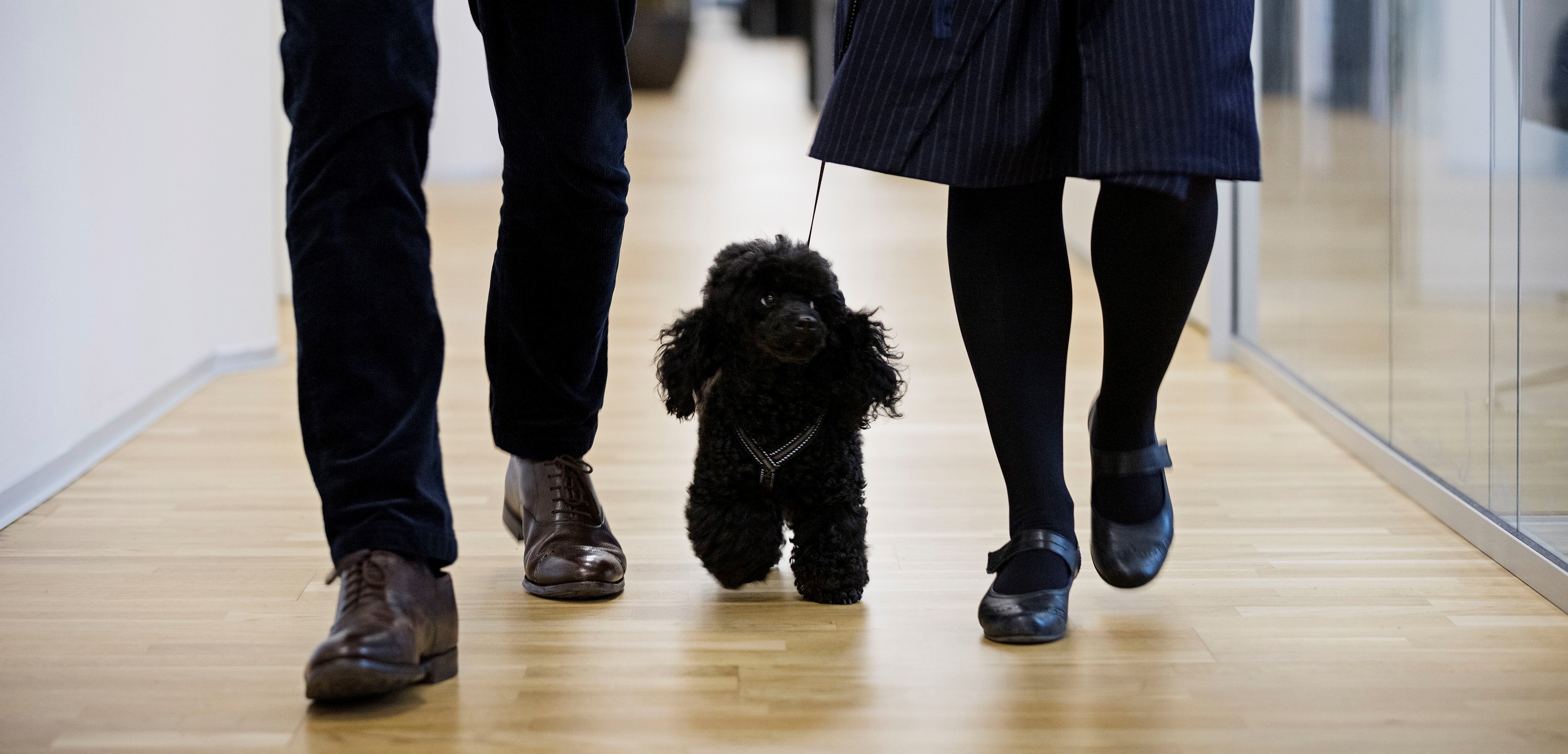 Pets at Work
