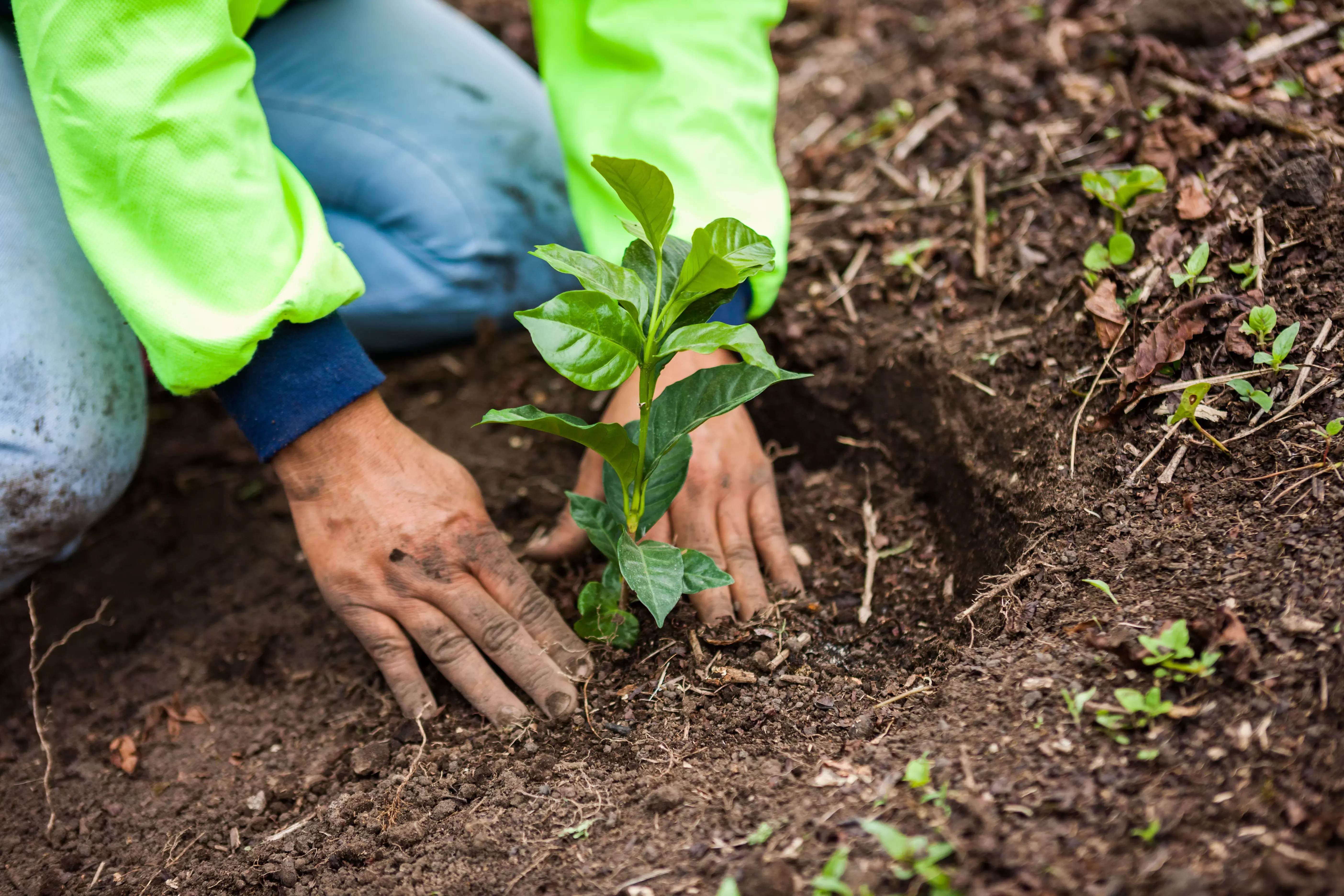 Regenerative agriculture