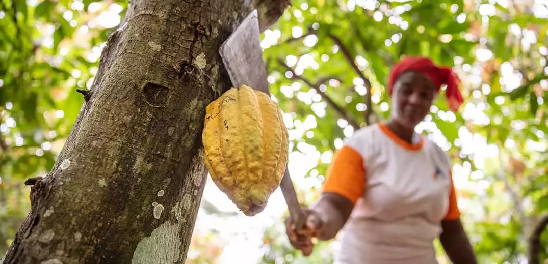 cocoa farmer